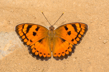 Fototapeta na wymiar Baronet Butterfly with its wings open
