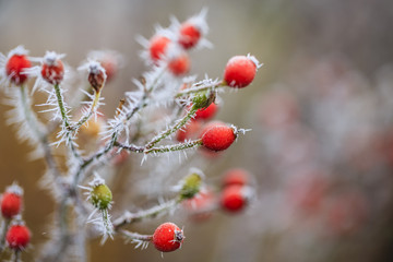 Winter in the garden. The first frosts and frozen rose fruits.