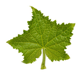 Leaf of cucumber isolated on white background