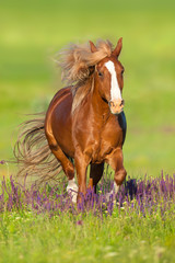 Naklejka na ściany i meble Red horse with long mane run gallop in flowers