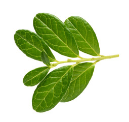 Obraz premium Cowberry branch isolated on white background
