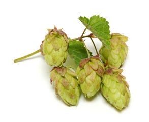 Fototapeta premium Hop branch isolated on white background