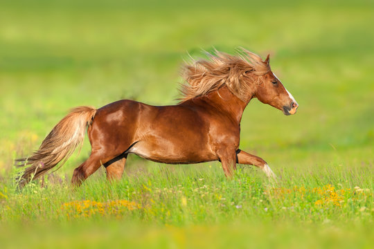 Red horse with long mane run gallop in flowers
