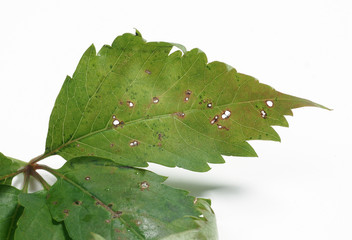 Leaf spots on the Parthenocissus quinquefolia - obrazy, fototapety, plakaty