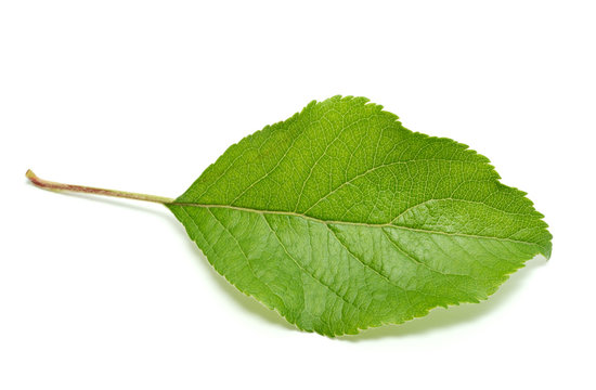 Apple tree leaf isolated on white background