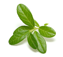 Cowberry leaves isolated on white background