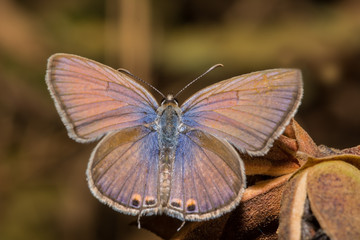 Gram Blue Butterfly with its wings open