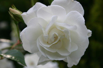 可愛い可憐な小さいお花