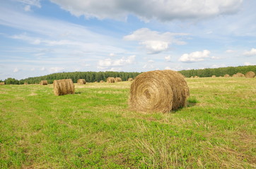 Coils dry straw in the field