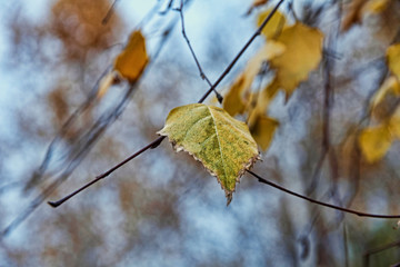 Autumn yellow leaf on branch taken closeup.