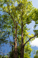 Forest trees in spring season. nature green wood sunlight backgrounds.Saturate color.