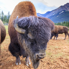 Canadian bison © jefwod