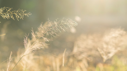A field in evening. Bright and warm tone. Shallow DOF. Light from above. Soft and blur nature background. © Marchu Studio