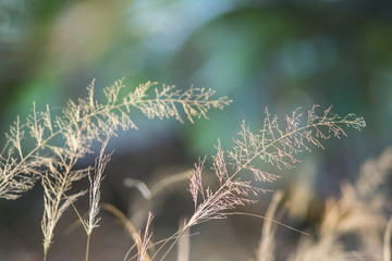 Obraz premium A field in evening. Shallow DOF. Soft and blur nature background.