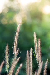 Field of grass during sunset. Light from the right. Rim light.