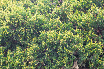 Forrest of green pine trees on mountainside
