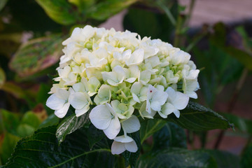 White flowers of hydrangea. Close up of blossom plant in garden
