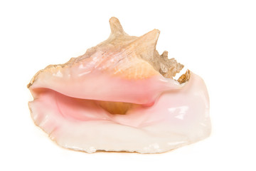 Obraz na płótnie Canvas Pretty seashell isolated on a white background