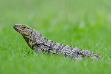 Black iguana seen from the side surrounded by grass