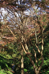 Autumn Nara : Yoshino Nara Japan