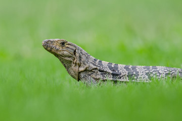 Black iguana portrait lying in the grass