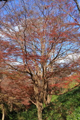 Autumn Nara : Yoshino Nara Japan