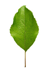 Apple tree leaf isolated on white background