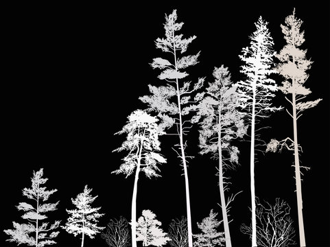 high pine forest light silhouettes on black