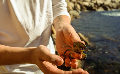 krab © Тимофей Выборнов