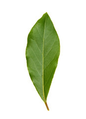 Fresh green bay leafs isolated on white background