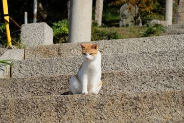 島の猫　　香川県　男木島の猫