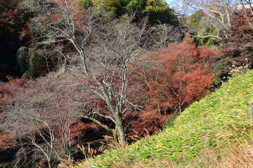 Autumn Nara : Yoshino Nara Japan