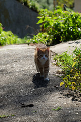 島の猫　　香川県　男木島の猫