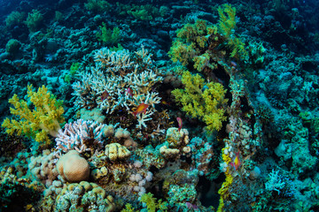 Tropical fish