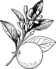 Vintage picture orange