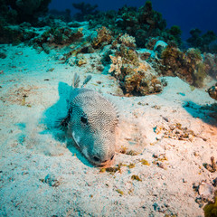 Spotfin Burrfish