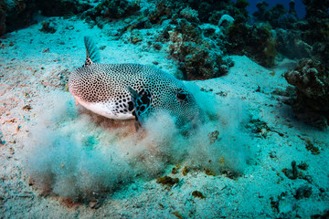 Spotfin Burrfish
