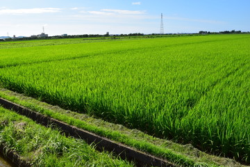 田植え３ヶ月後の田園風景