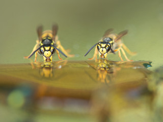 Two wasps drinking from lemonade on a green background