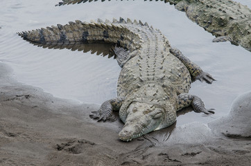 Crocodile lying in  a river seen from above