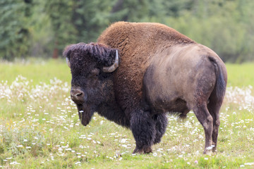 Canadian bison