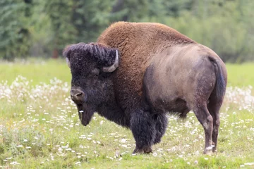 Rolgordijnen Canadian bison © jefwod