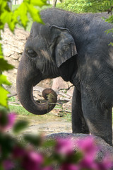 Fototapeta na wymiar an image of elephant