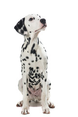 Adult sitting dalmatian dog looking up isolated on a white background