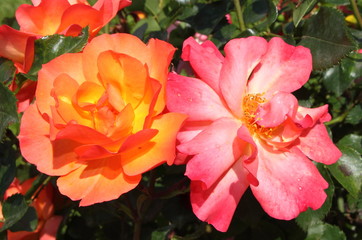 Orange and pink roses