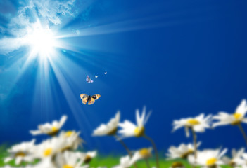 Obraz na płótnie Canvas an image of butterfly and daisies