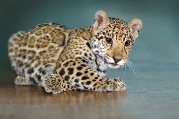 Fototapete Panther Schöner Baby-Jaguar lag