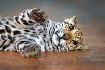 Fototapeta premium Piękny mały jaguar śmiesznie leżał