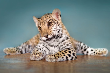 Fototapeta premium Beautiful baby jaguar lay funny