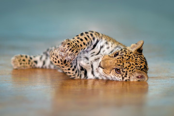 Fototapeta premium Beautiful baby jaguar lay